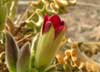 pachypodium namaquanum flower