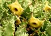 huernia flower