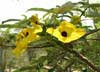 uncarina flower