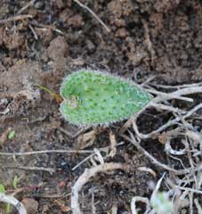 eriospermum erinum in habitat