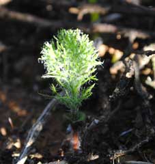 eriospermum paradoxum