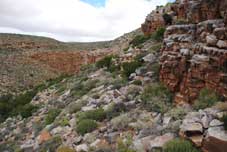 habitat eriospermum villosum