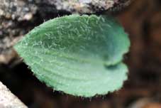 eriospermum villosum
