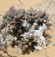 othonna clavifolia in habitat