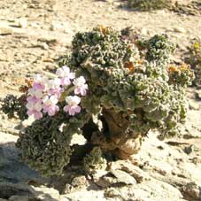 pelargonium cortusifolium