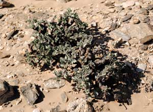 pelargonium crassicaule in habitat