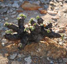 pelargonium crassicaule