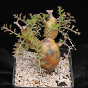 pelargonium crithmifolium