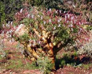 pelargonium crithmifolium in habitat