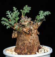 pelargonium desertorum in cultivation
