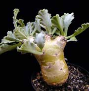 pelargonium klinghardtense