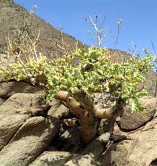 pelargonium klinghardtense in habitat