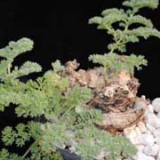 pelargonium triste