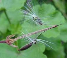 pelargonium seeds