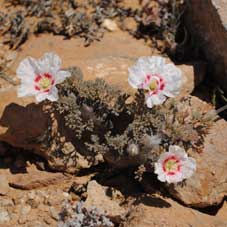 sarcocaulon multifidum in habitat