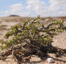 sarcocaulon patersoni habitat