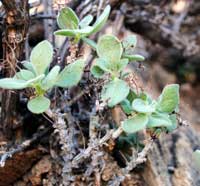 tylecodon bayeri