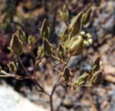 tylecodon hirtifolia flower