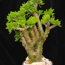 tylecodon paniculatus