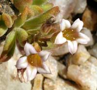 tylecodon racemosus flower