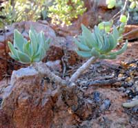 tylecodon sp habitat