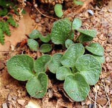 tylecodon sp in habitat