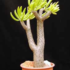 tylecodon wallichi x paniculatus